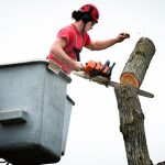 Year to Remove Trees